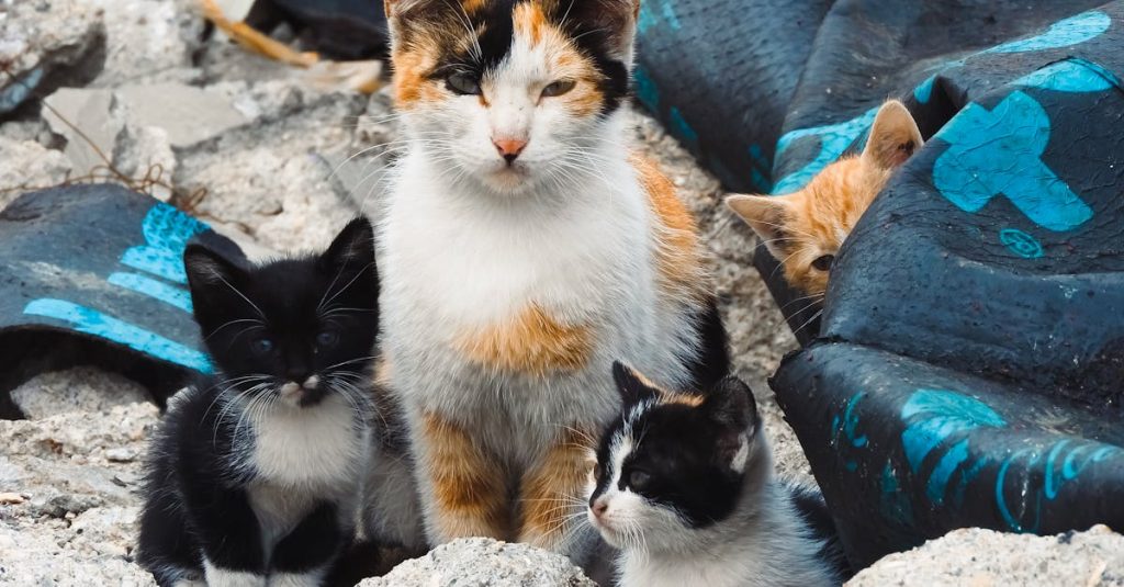 A calico cat and her kittens in a rubble-filled urban area, capturing a moment in their natural environment.