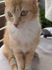 Rote Katze sitzt auf einem Tisch