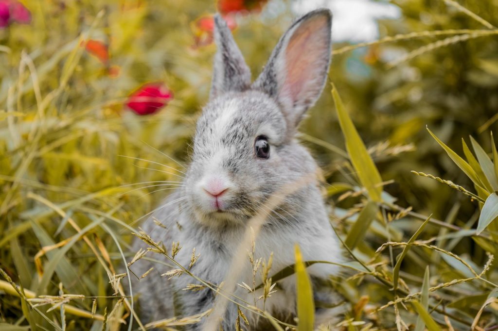 animal, rabbit, mammal, fauna, nature, species, wildlife, bunny
