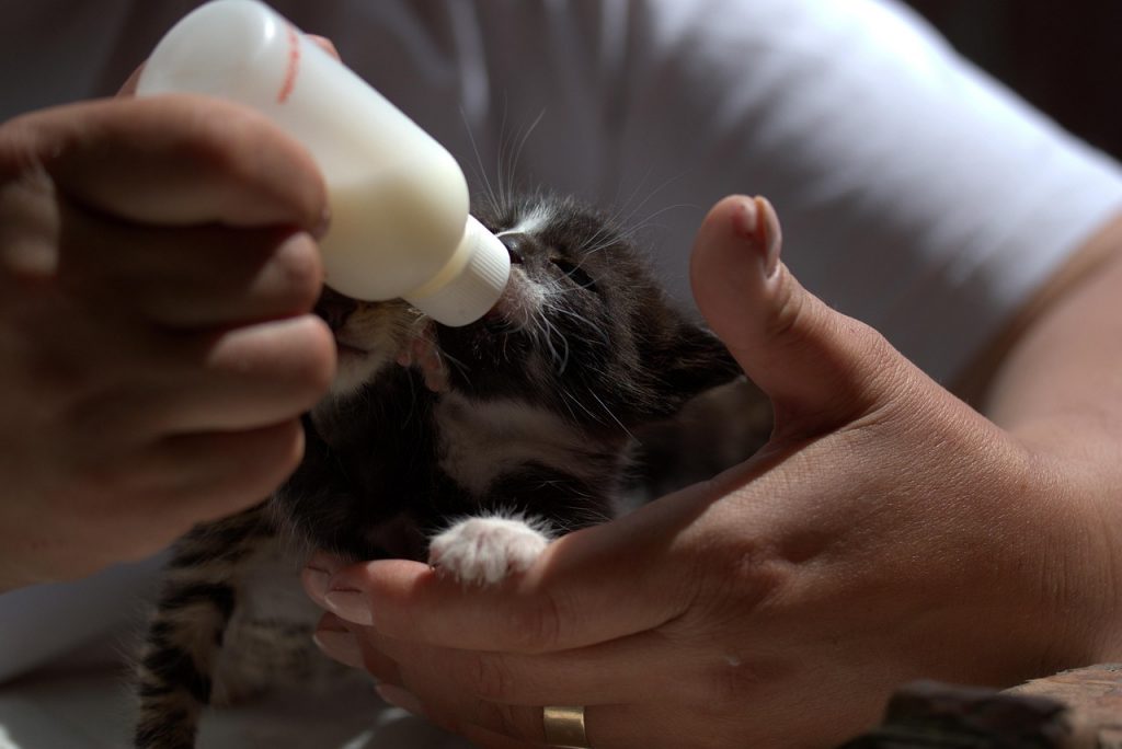 kitten, little, feeding, milk, cute, animated, kitty, adorable, tamed, beautiful