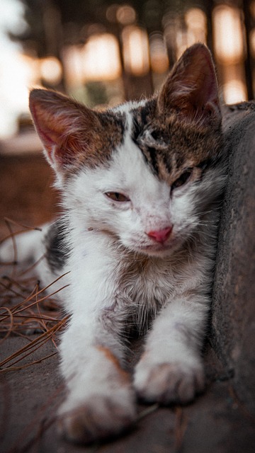 cat, animal, nature, stray kitten, pet, stray, feline, wildlife, iran