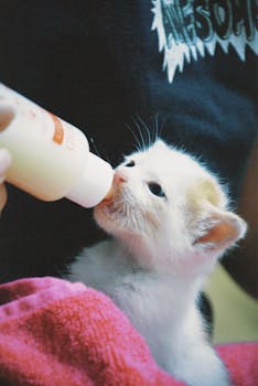 Cute white kitten being bottle-fed milk while wrapped in a pink towel indoors.