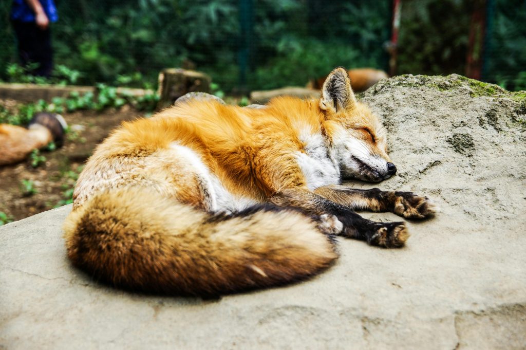 Close-up of a red fox peacefully sleeping on a rock, showcasing its natural beauty and fur texture.