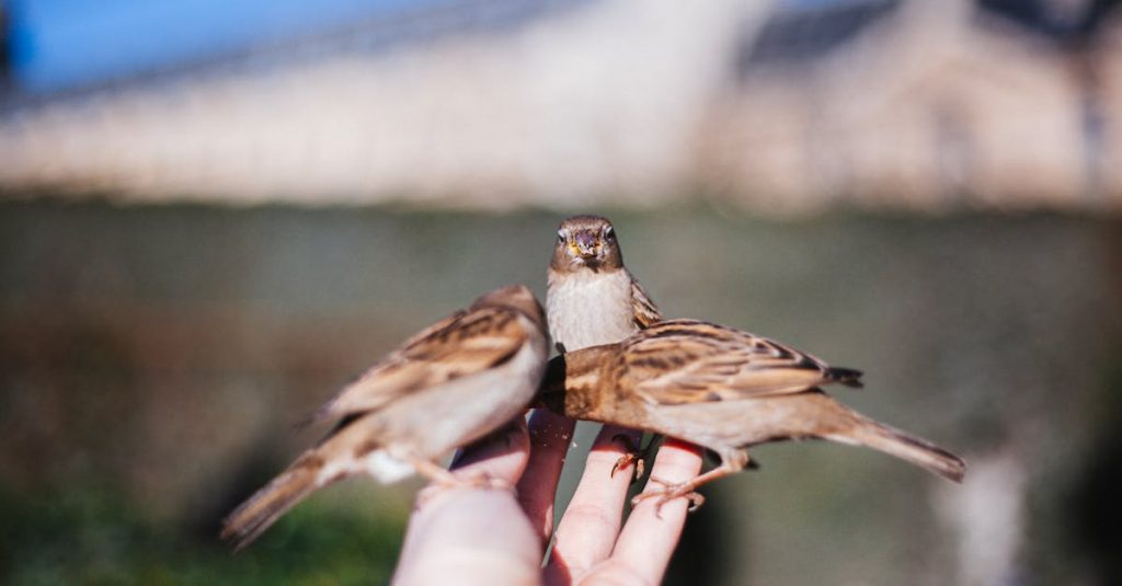 Three sparrows perched on a human hand outdoors in Paris, showcasing bird interaction and nature in the city.