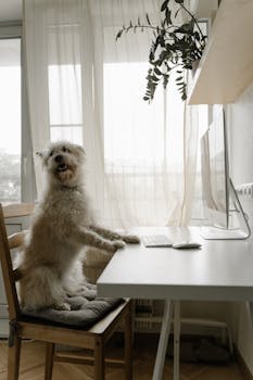 Adorable dog sitting at a modern workspace desk featuring a computer and indoor plant.