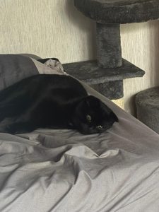 eine schwarze katze 
