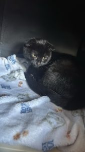 eine schwarzte katze
